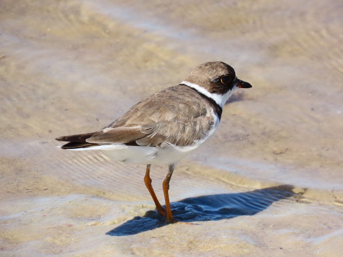 Semipalmated Plover - ML641813403