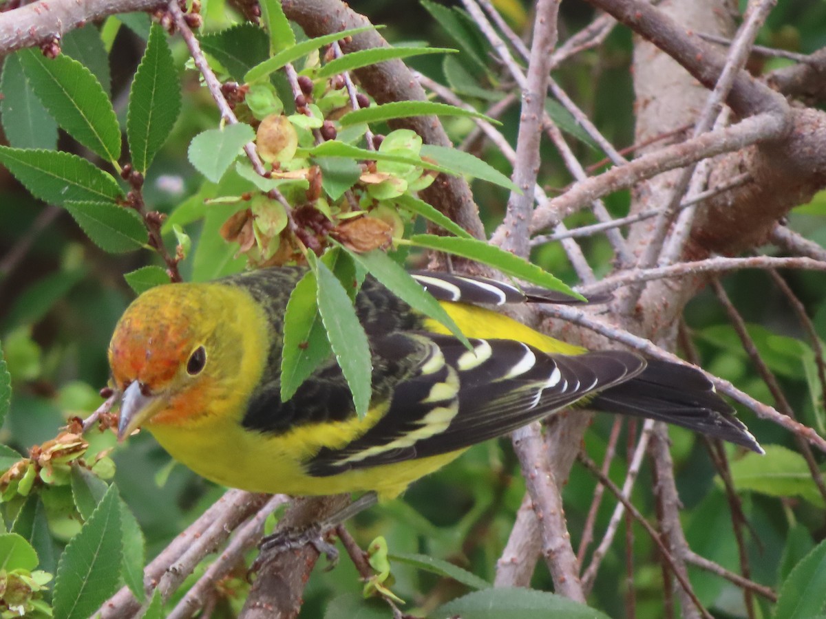 Western Tanager - ML641813404