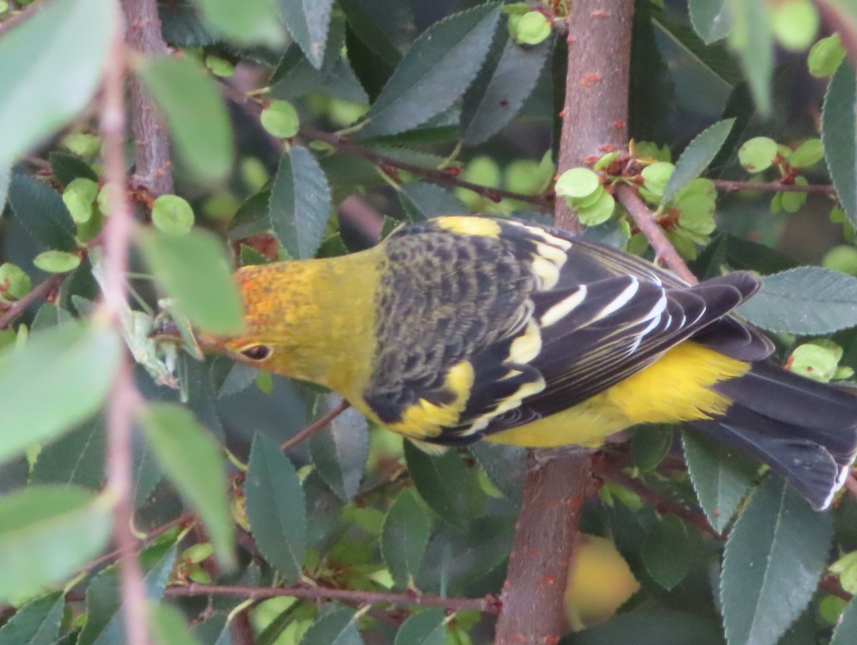 Western Tanager - ML641813407