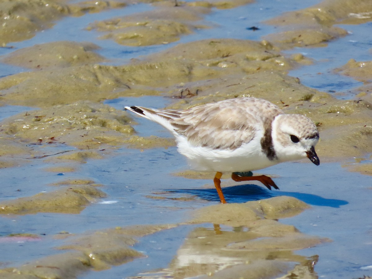 Piping Plover - ML641813409