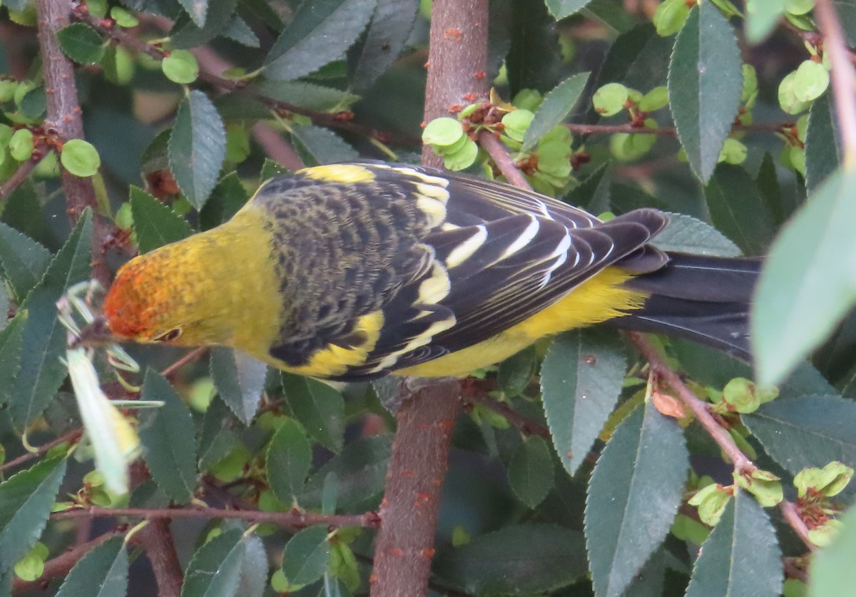 Western Tanager - ML641813412