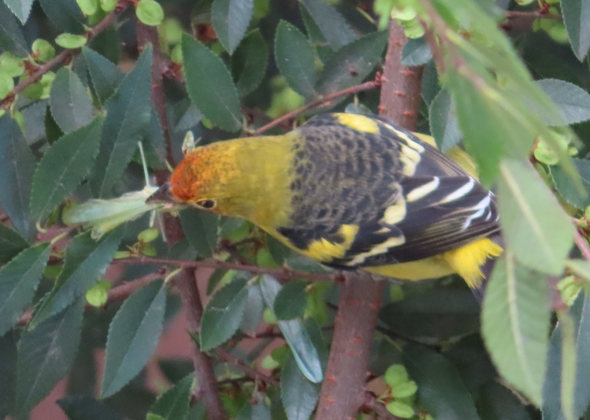 Western Tanager - ML641813418