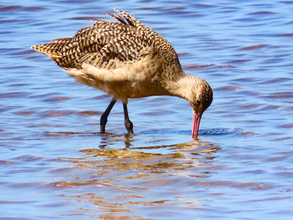 Marbled Godwit - ML641813419