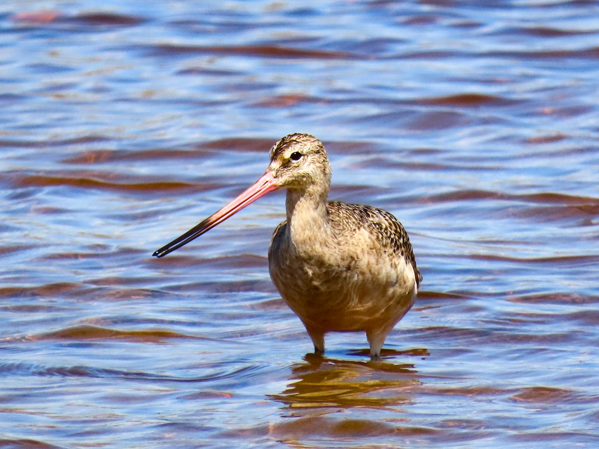 Marbled Godwit - ML641813420