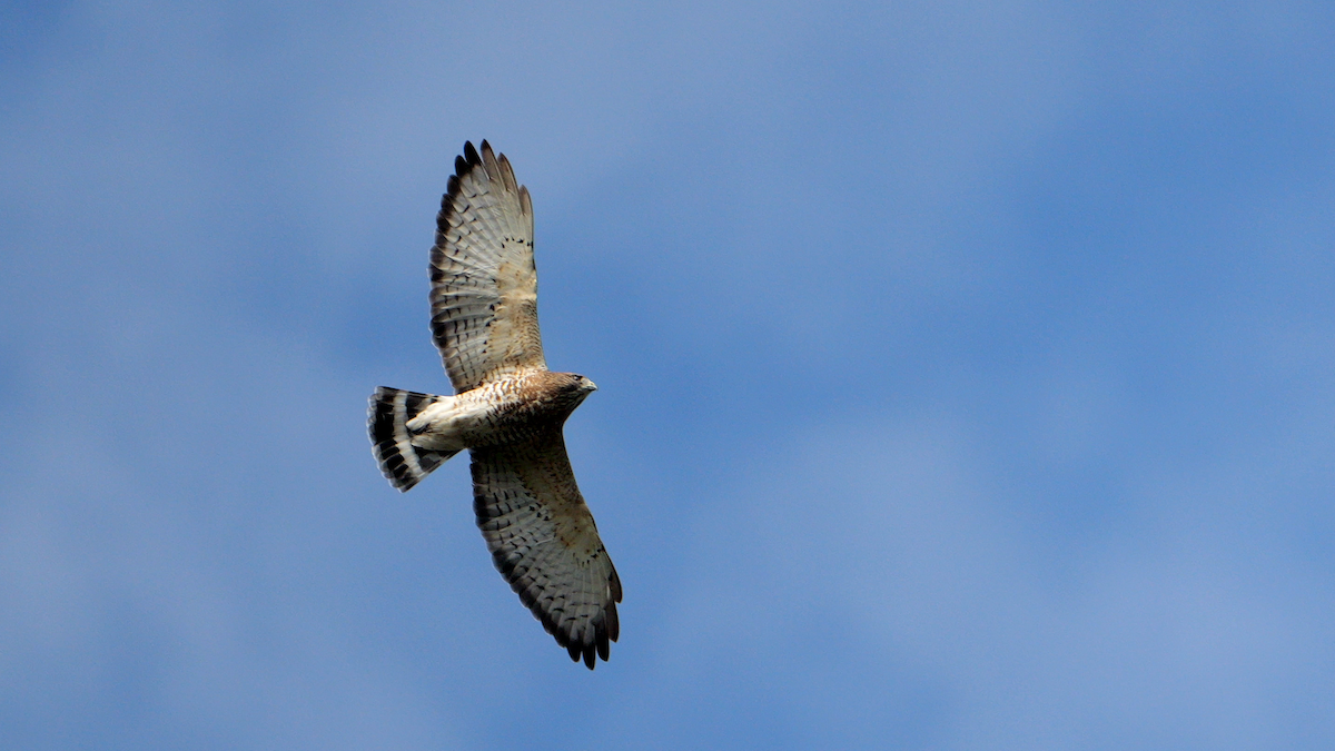 káně širokokřídlá (ssp. platypterus) - ML641813422