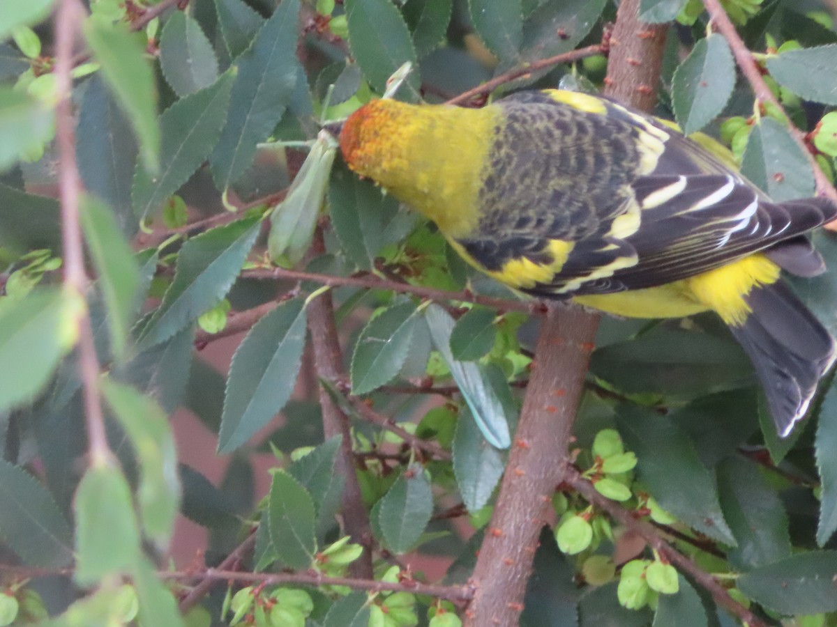 Western Tanager - ML641813427