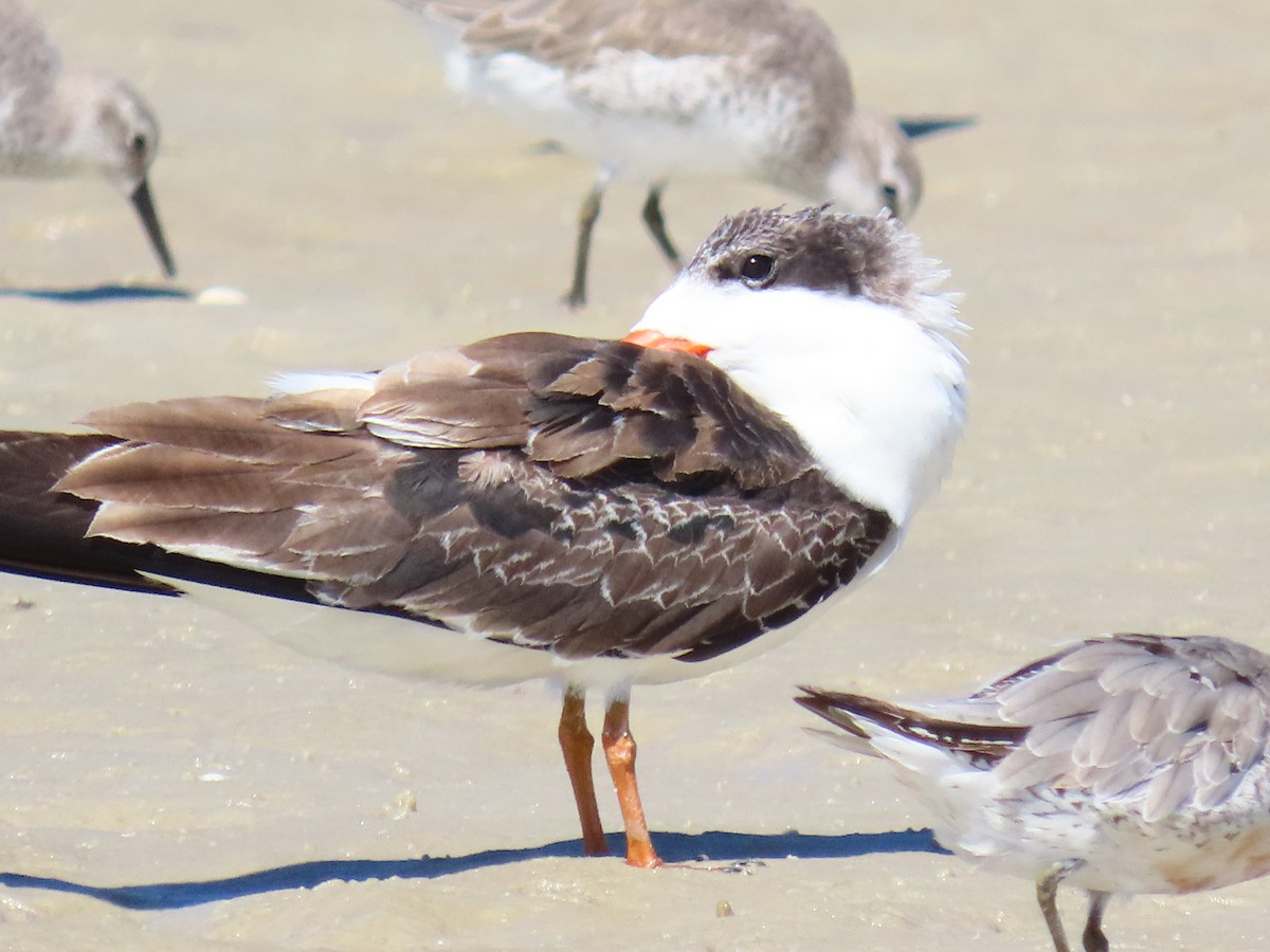 Black Skimmer - ML641813442