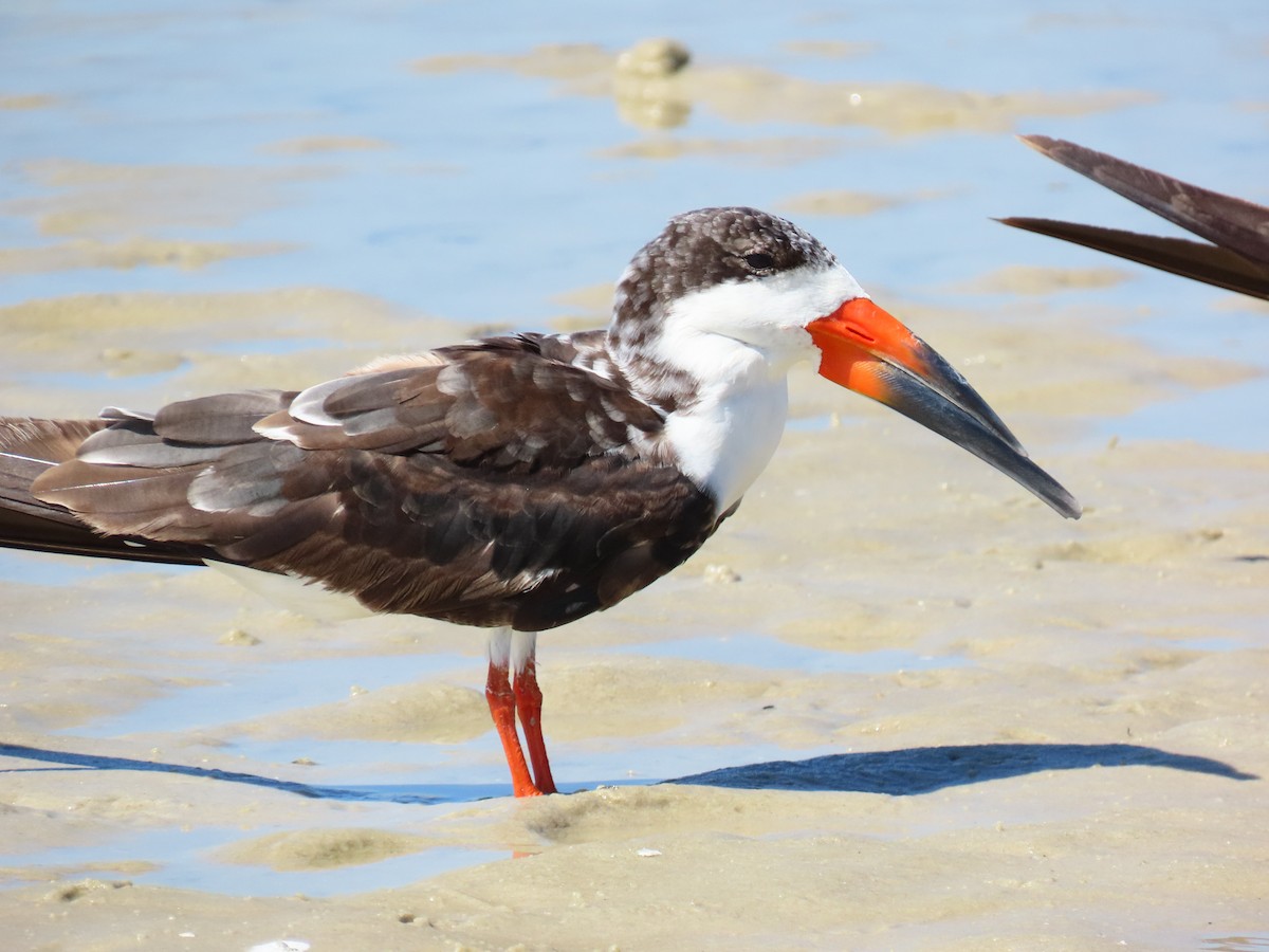 Black Skimmer - ML641813443
