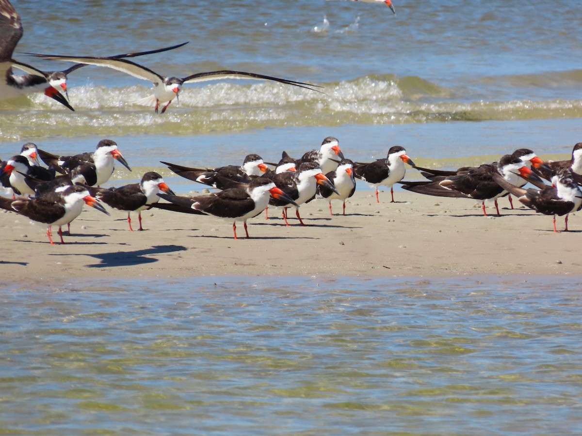 Black Skimmer - ML641813444