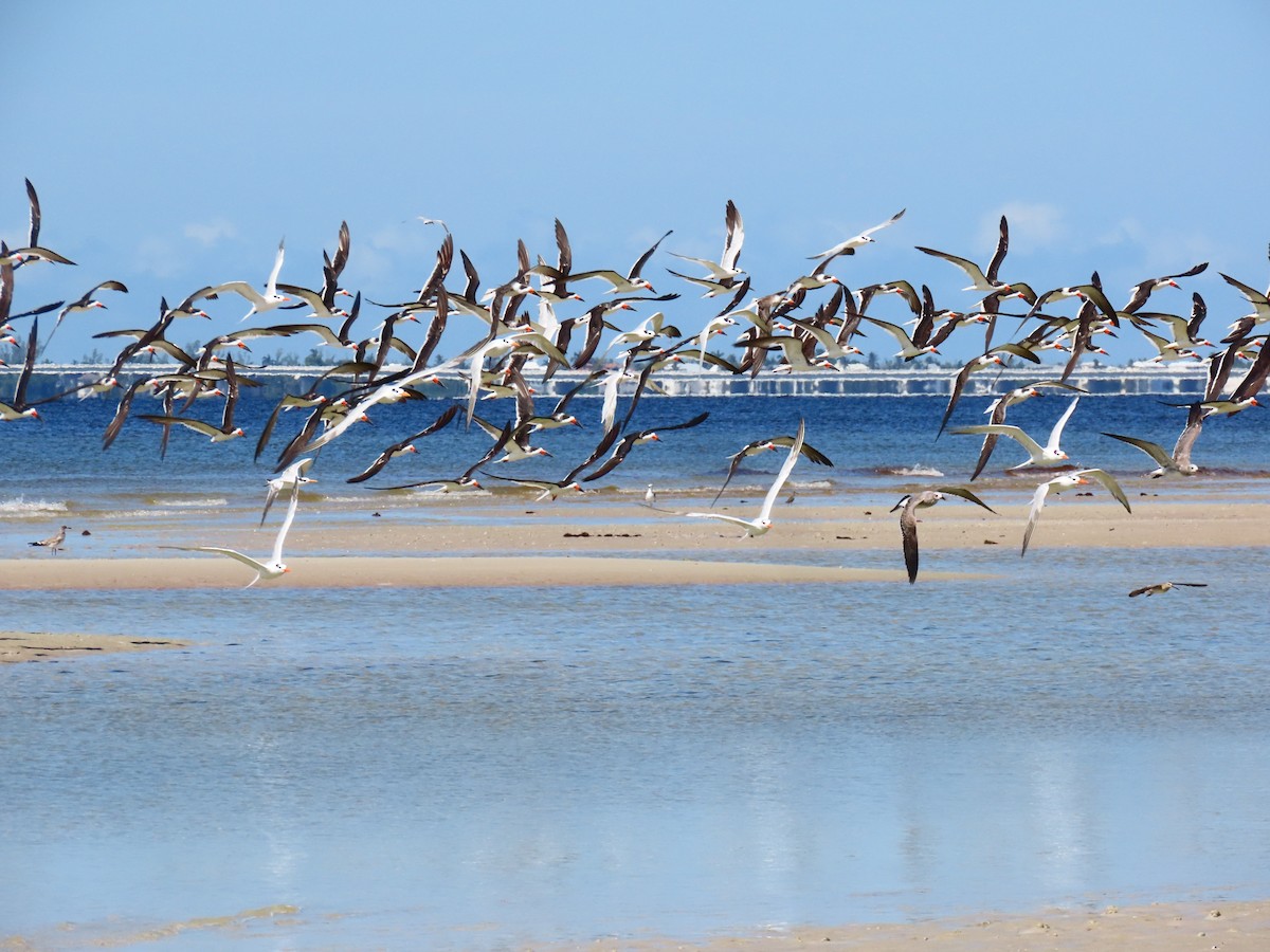 Black Skimmer - ML641813445