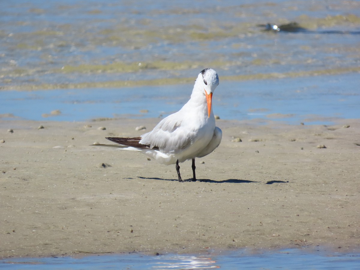 Royal Tern - ML641813463