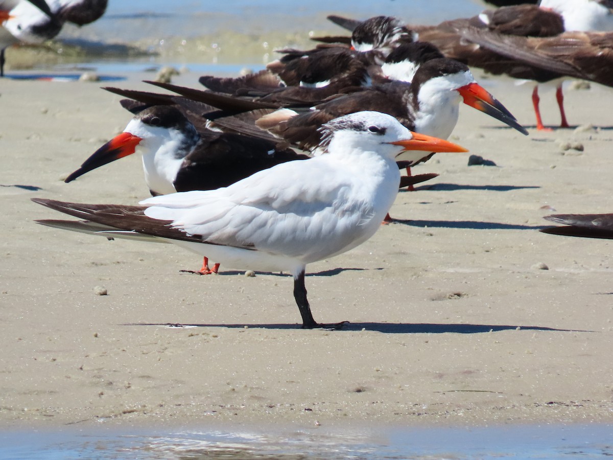 Royal Tern - ML641813464