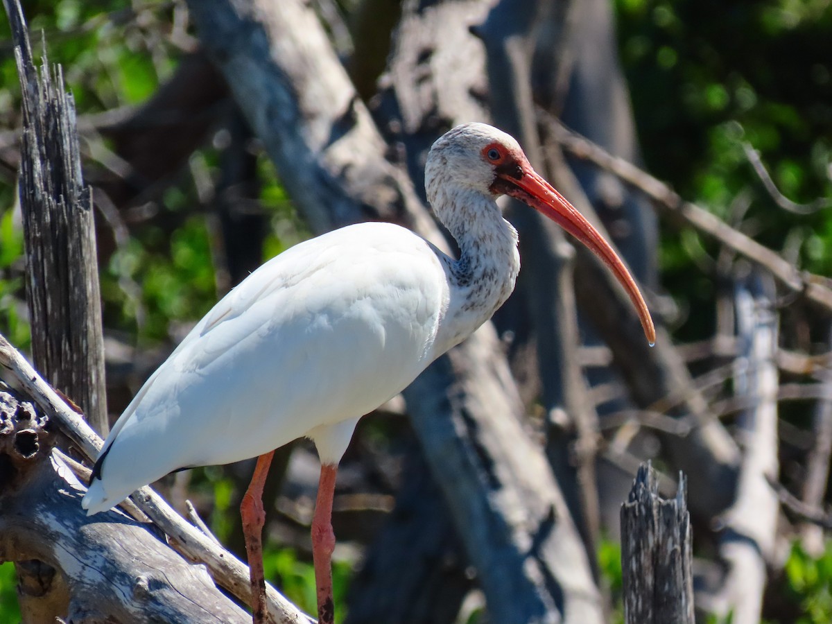 White Ibis - ML641813469