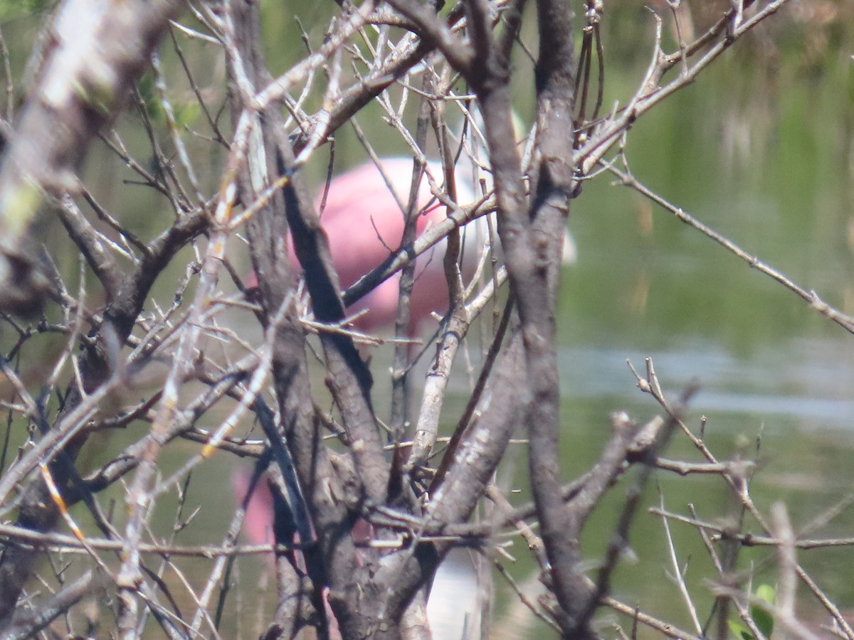 Roseate Spoonbill - ML641813470