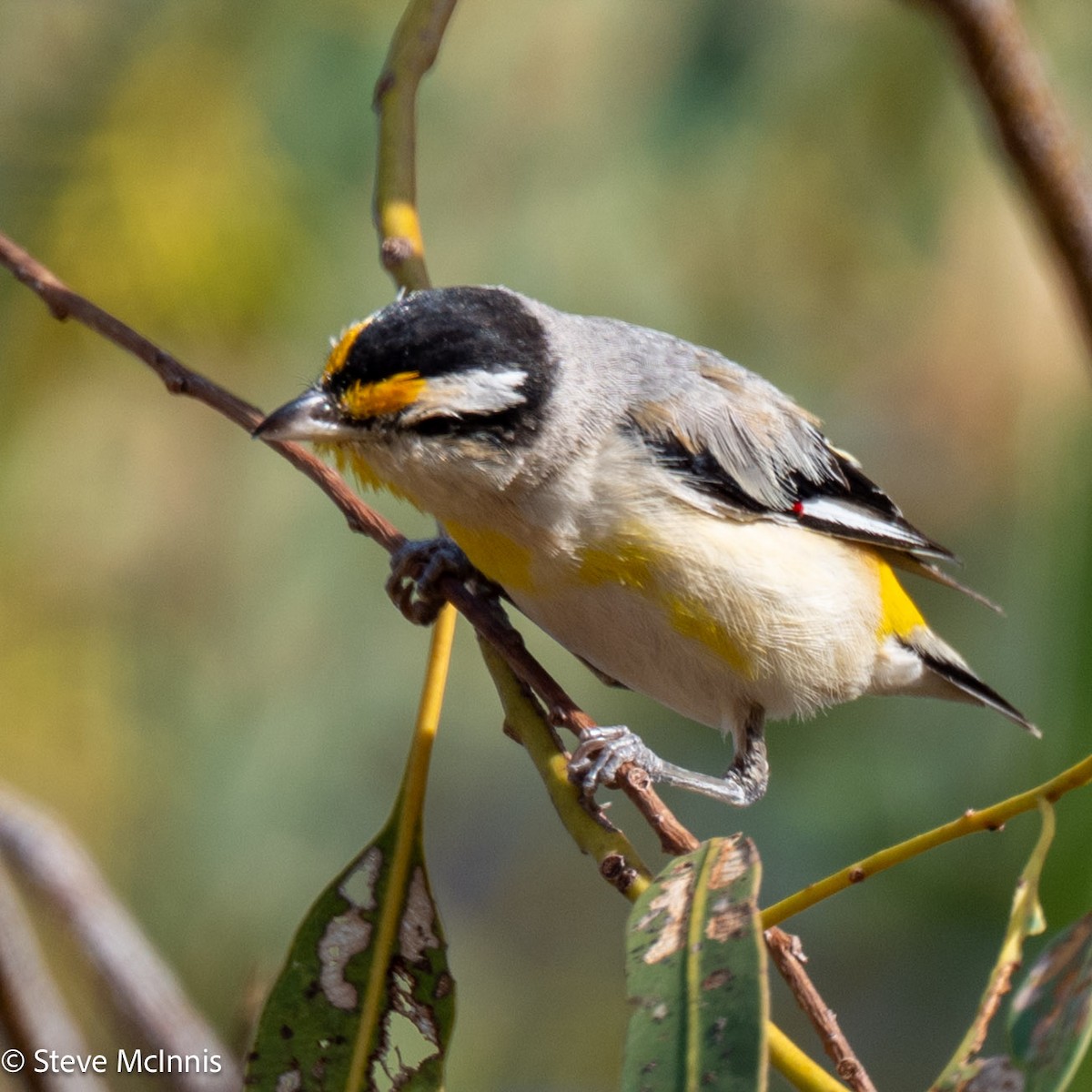 Striated Pardalote - ML641813472