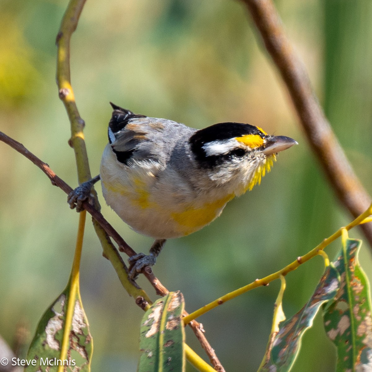 Striated Pardalote - ML641813473