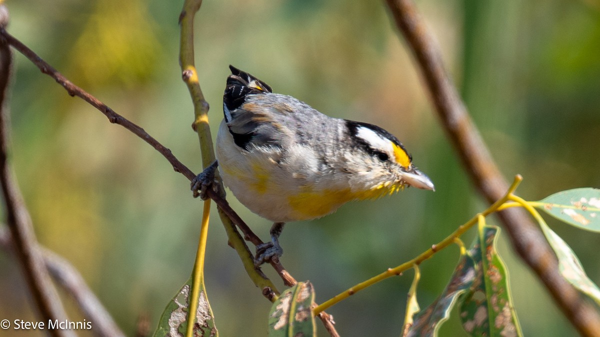 Striated Pardalote - ML641813474