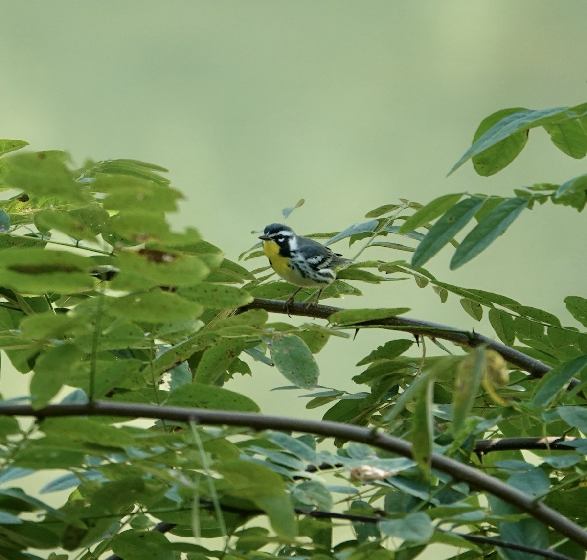 Goldkehl-Waldsänger - ML641813481
