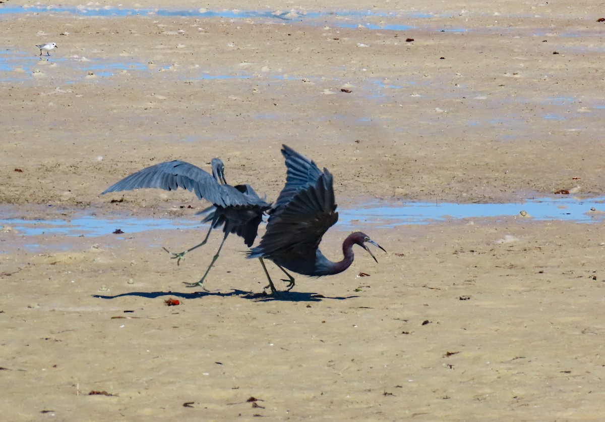 Little Blue Heron - ML641813483