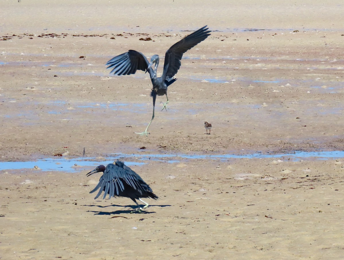 Little Blue Heron - ML641813484