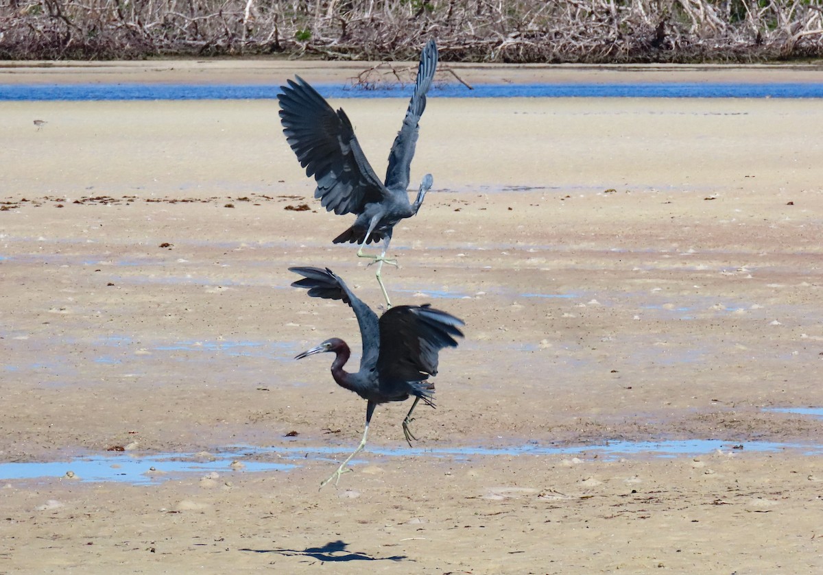 Little Blue Heron - ML641813485