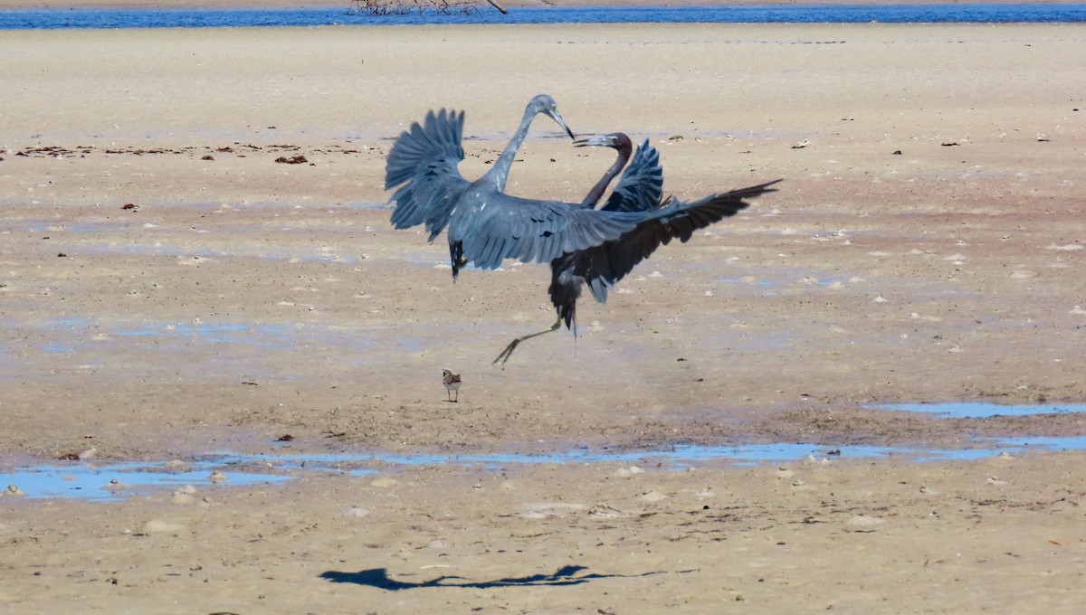 Little Blue Heron - ML641813486