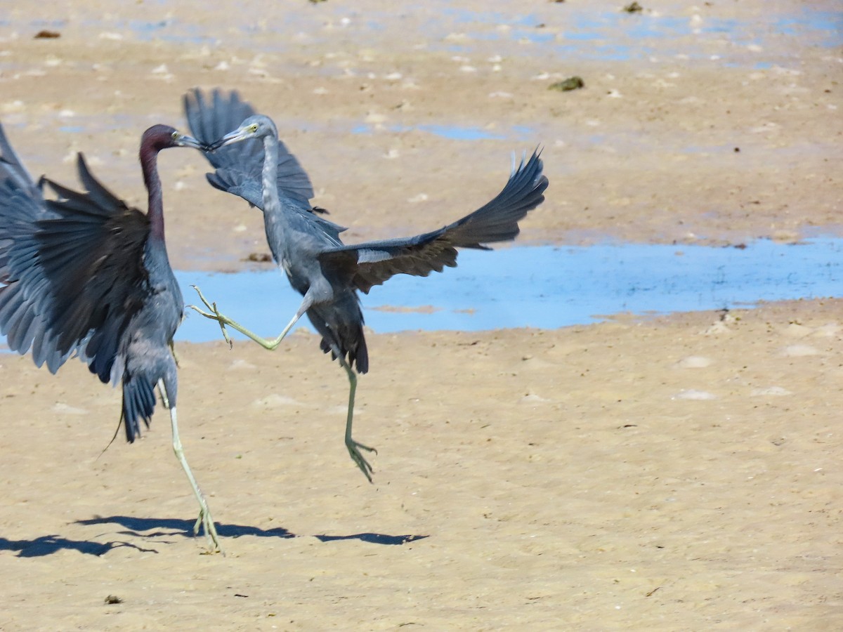 Little Blue Heron - ML641813487