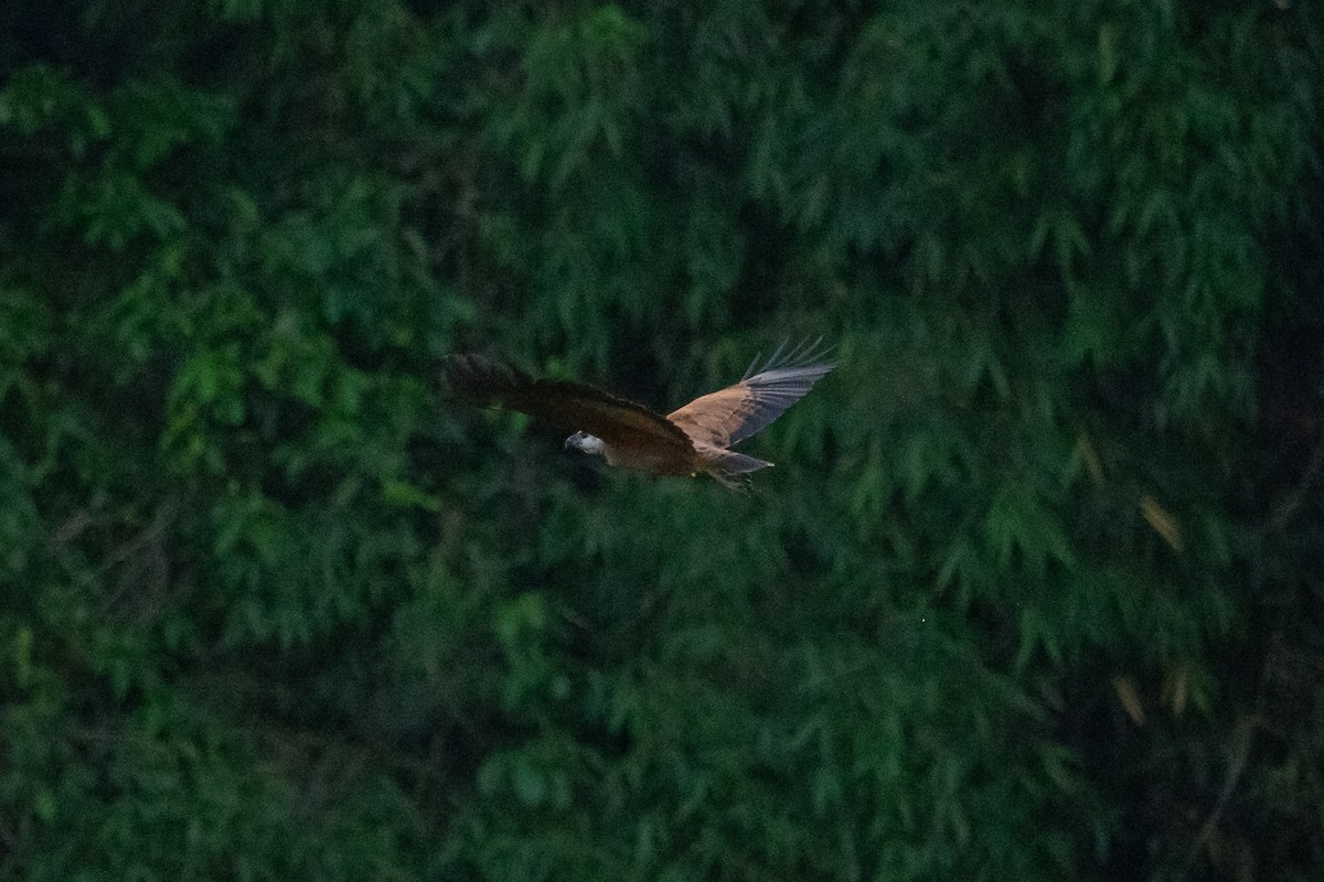 Black-collared Hawk - ML641813488
