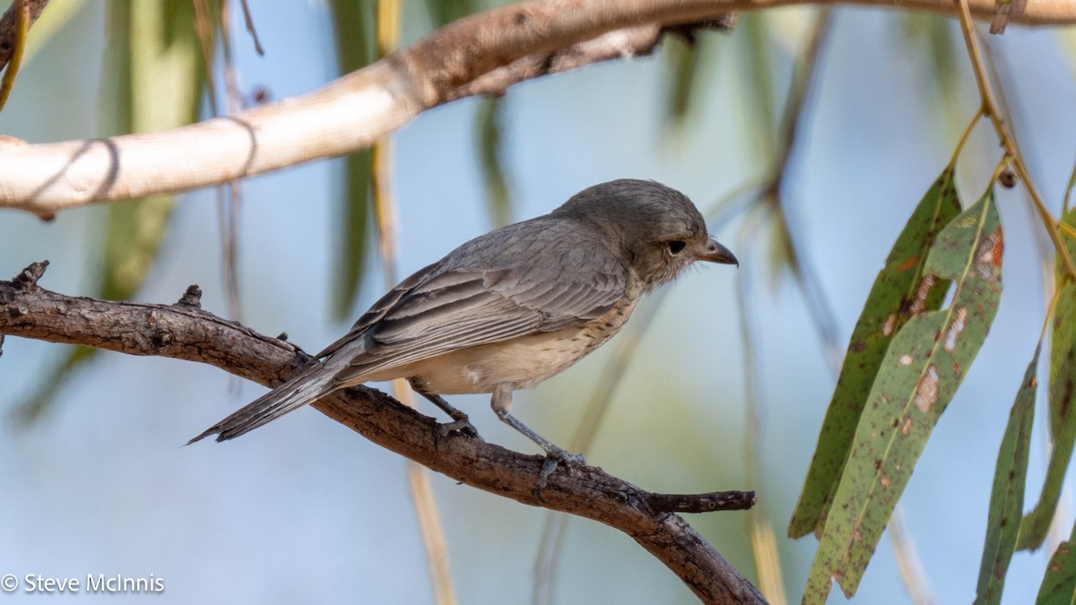 Rufous Whistler - ML641813490