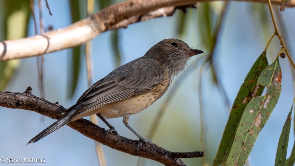 Rufous Whistler - ML641813491