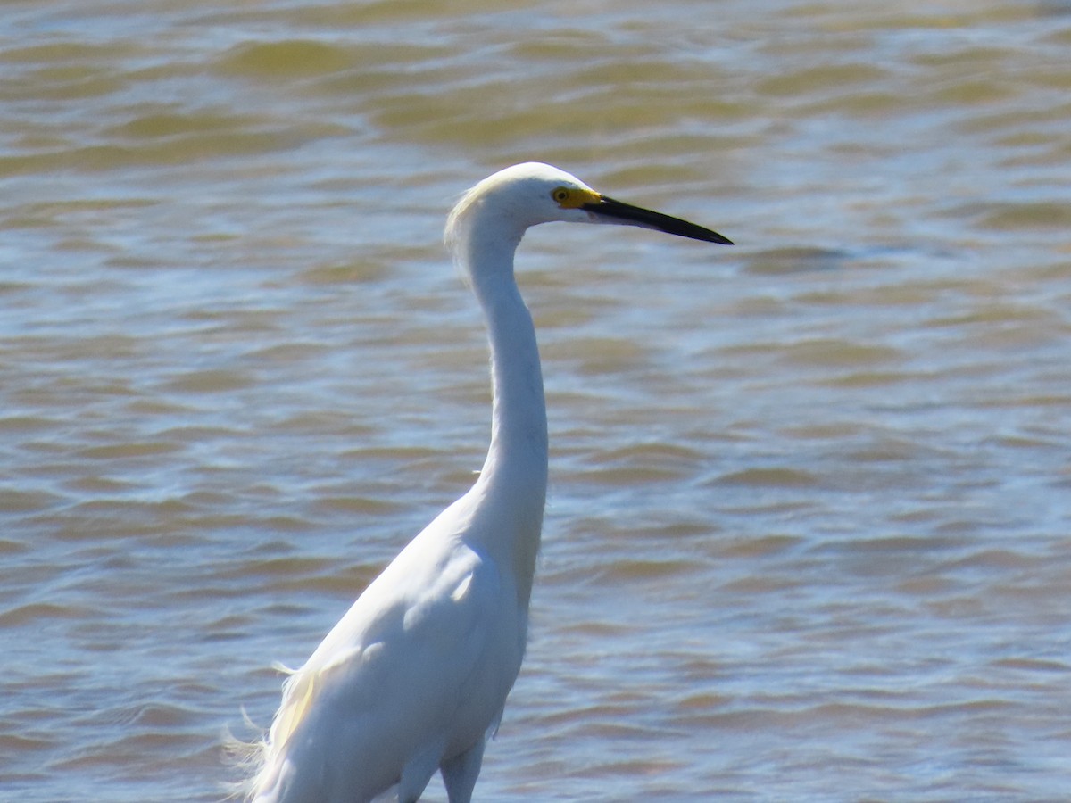 Snowy Egret - ML641813503