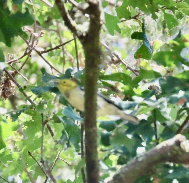 Paruline à tête jaune - ML641813505