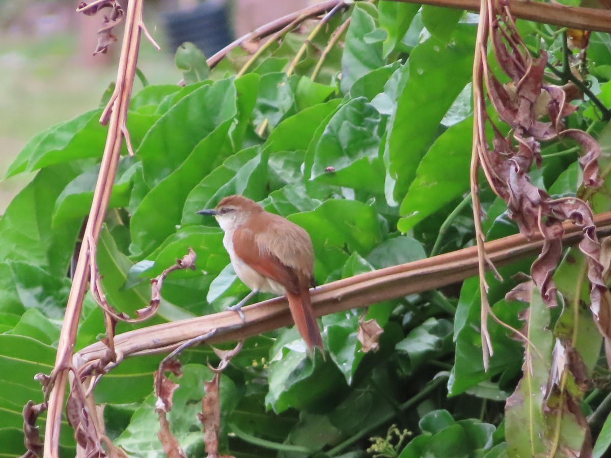 Yellow-chinned Spinetail - ML641813508