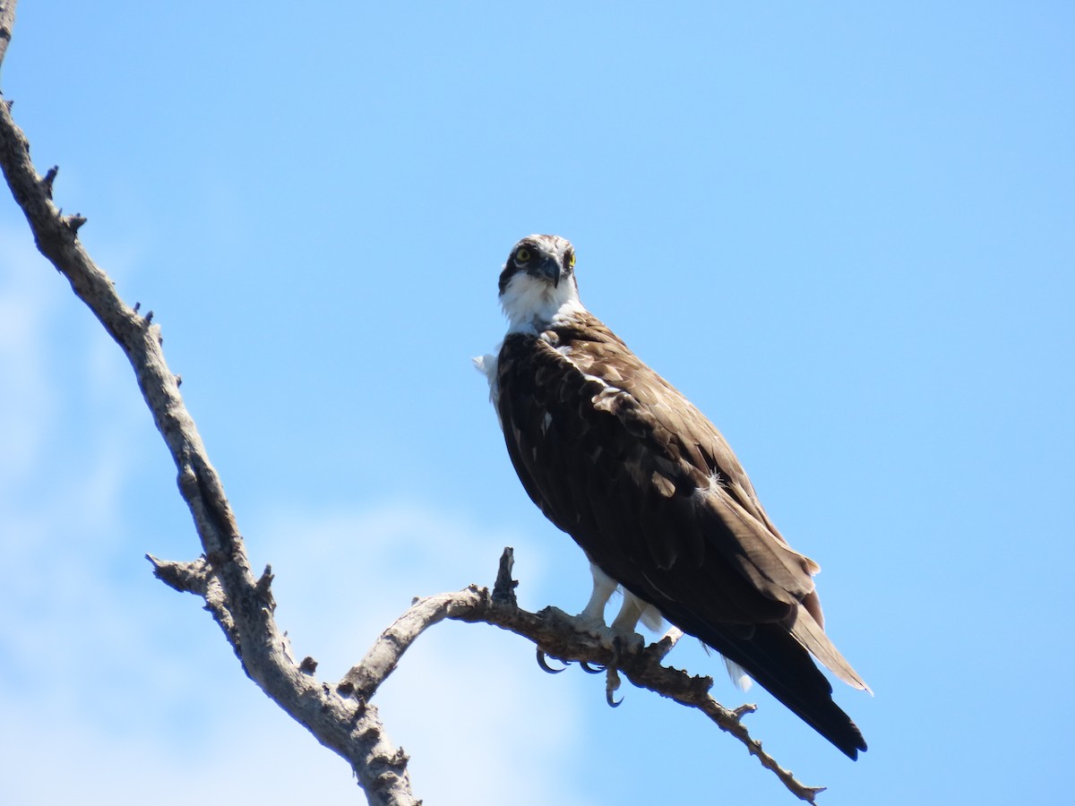 Osprey - ML641813517