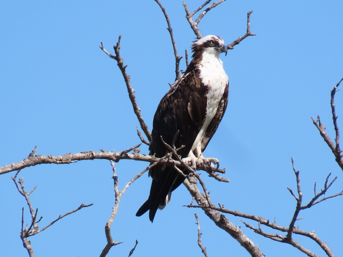 Osprey - ML641813518