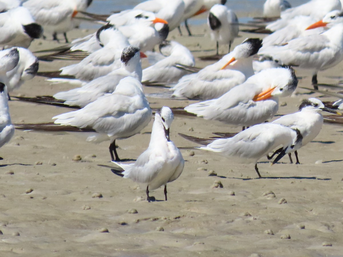 Sandwich Tern - ML641813525