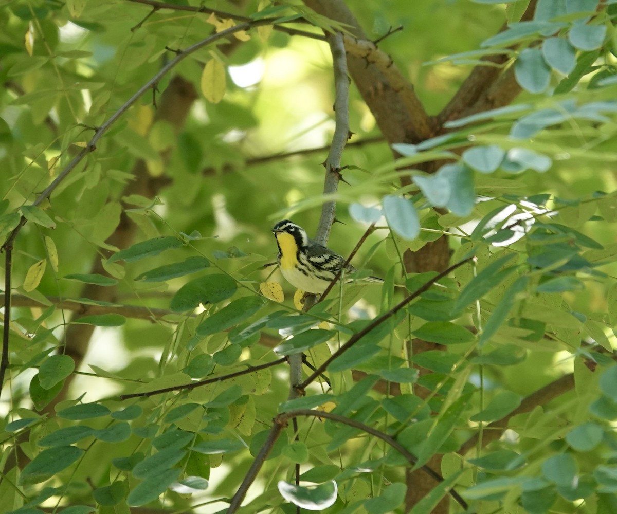 Goldkehl-Waldsänger - ML641813530