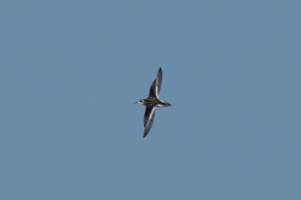 Red-necked Phalarope - ML641813556