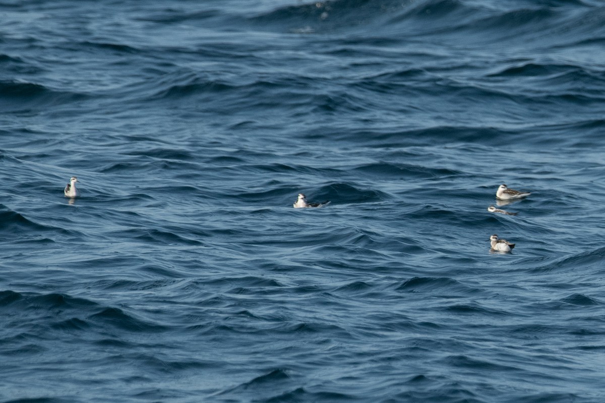 Red-necked Phalarope - ML641813557