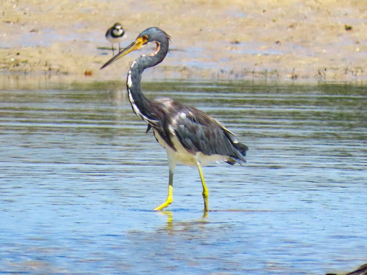 Tricolored Heron - ML641813569
