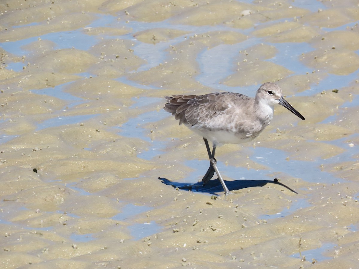 Willet - ML641813571