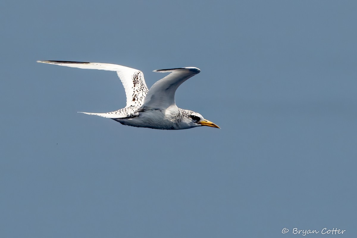 White-tailed Tropicbird - ML641813593