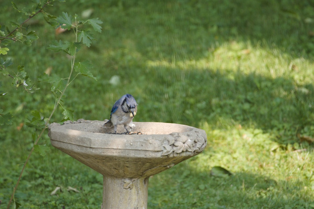 Blue Jay - ML641813614