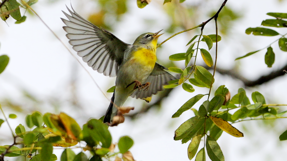 lesňáček lišejníkový - ML641813627