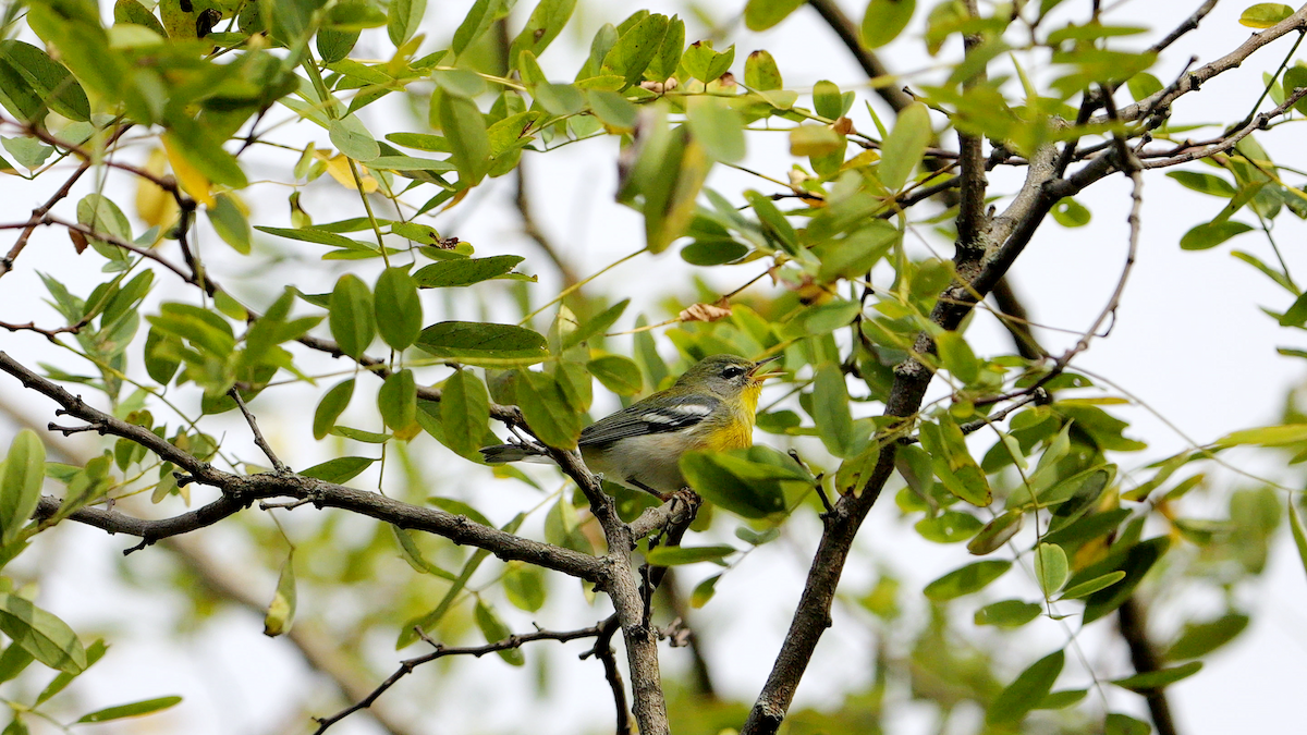 lesňáček lišejníkový - ML641813628