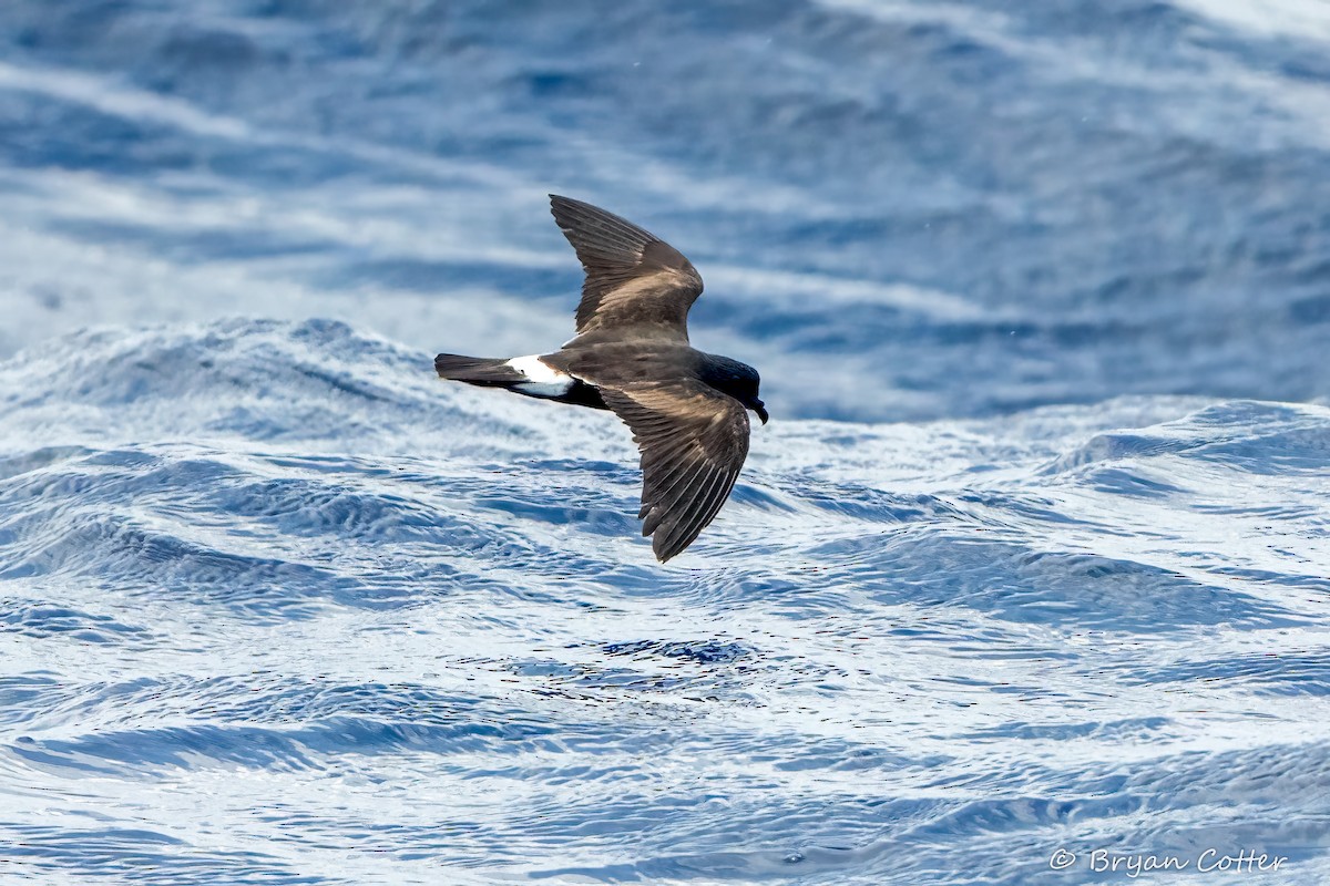 Band-rumped Storm-Petrel - ML641813643