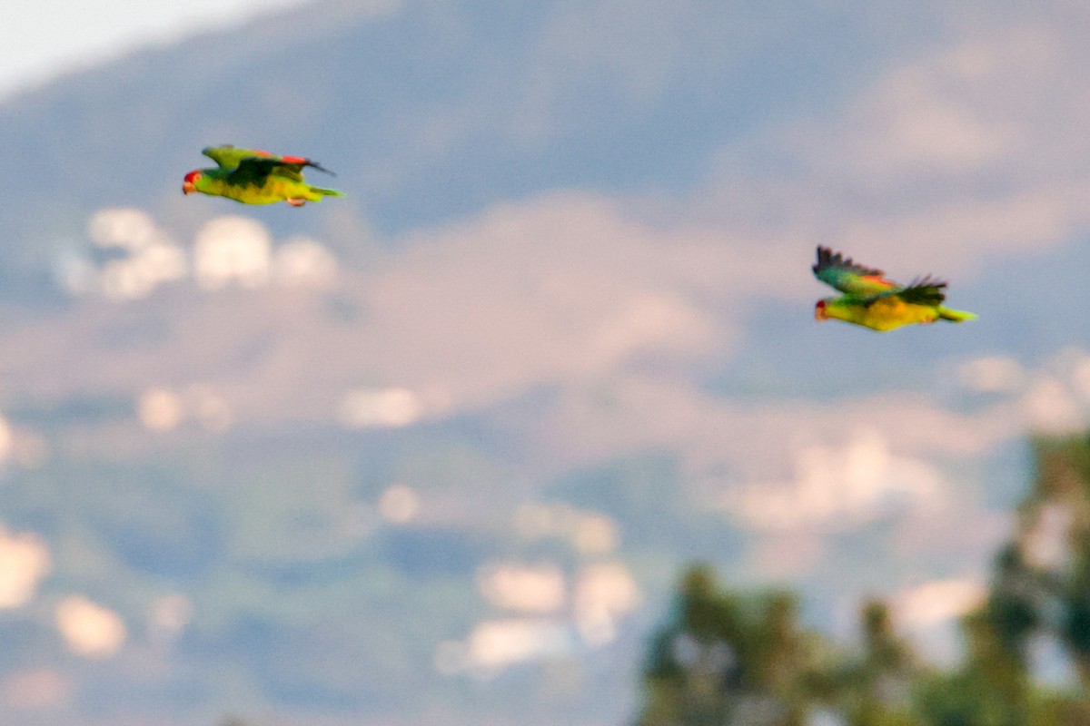 メキシコアカボウシインコ - ML641813658