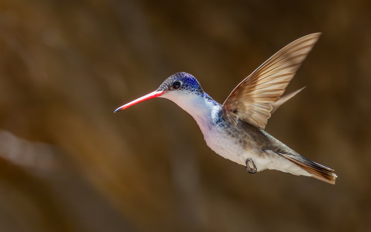 Violet-crowned Hummingbird - ML641813668