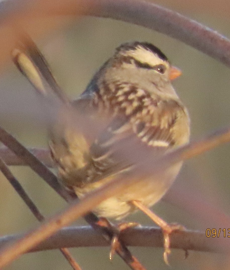 White-crowned Sparrow - ML641813687