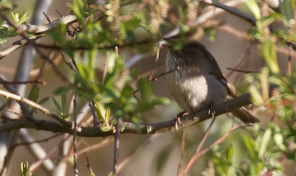 Fulvetta montagnarde - ML64181371